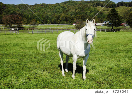 白い馬がいる風景　2026年干支　年賀状素材　サラブレッド　牧場と馬　北海道観光スポット　 8723045