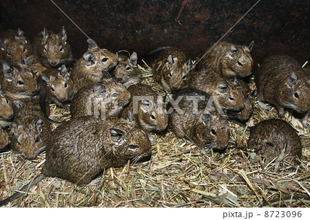 A lot of rats in the straw 8723096