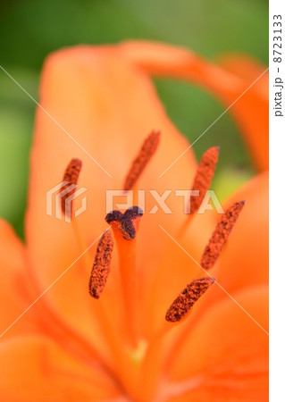 雄しべ　雌しべ 8723133