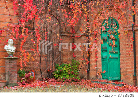 Ivy on brick walls. 8723909