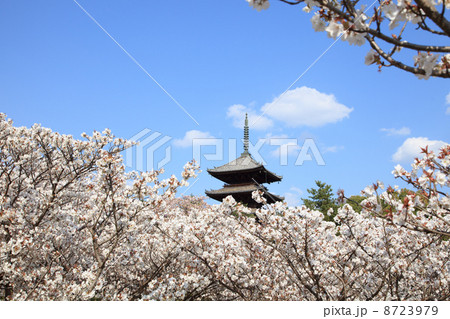 仁和寺の御室桜 8723979