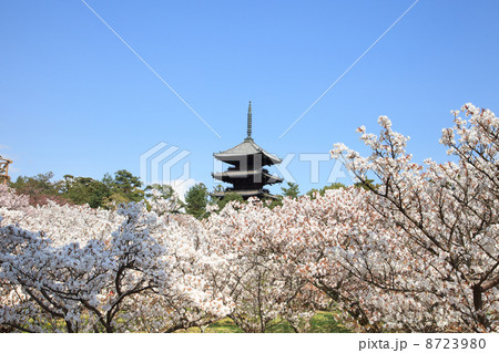 仁和寺の御室桜 8723980