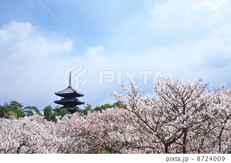 御室桜と五重塔 御室桜と五重塔 8724009