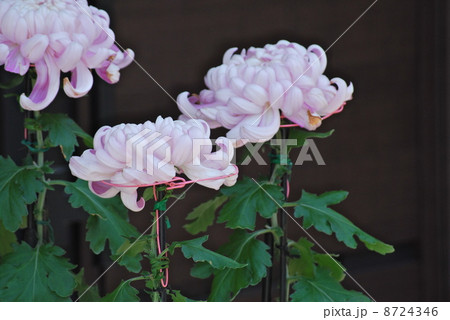 薄ピンクの大輪の菊 8724346