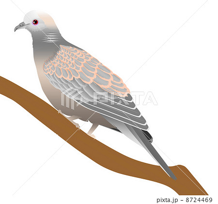 キジバトのイラスト キジバトのイラスト 8724469