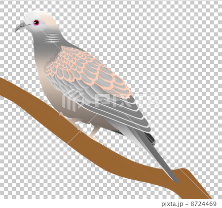 Illustration of pheasant 8724469