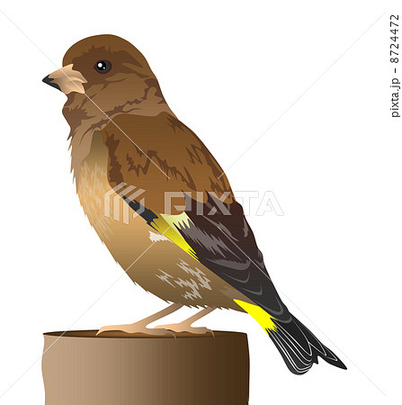 カワラヒワのイラスト カワラヒワのイラスト 8724472
