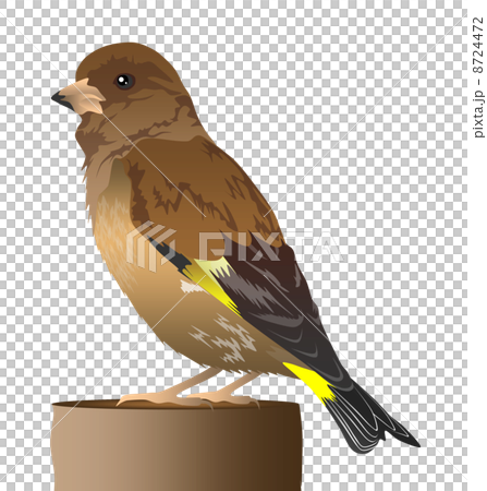 Illustration of Kawarahiwa 8724472
