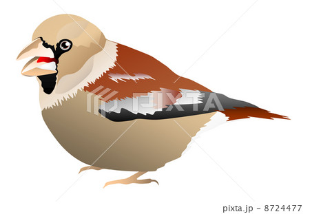 シメのイラスト シメのイラスト 8724477