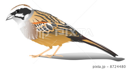 ホオジロのイラスト 8724480