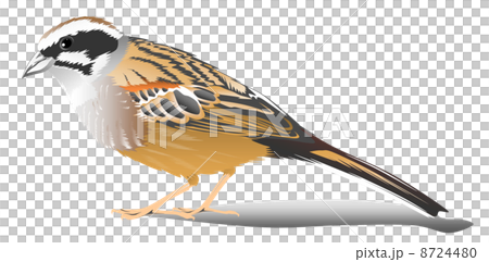 ホオジロのイラスト 8724480