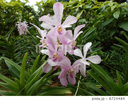 おしゃべりな恋 おしゃべりな恋 8724484