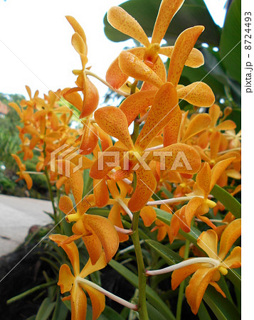 西に沈む恋 西に沈む恋 8724493