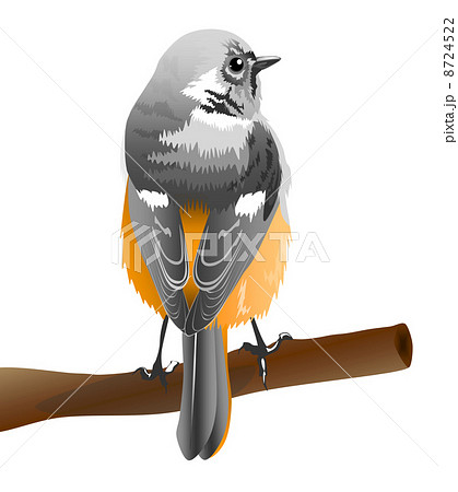 ジョウビタキのイラスト ジョウビタキのイラスト 8724522