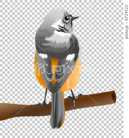 ジョウビタキのイラスト ジョウビタキのイラスト 8724522