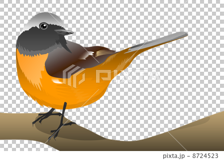 ジョウビタキのイラスト 8724523