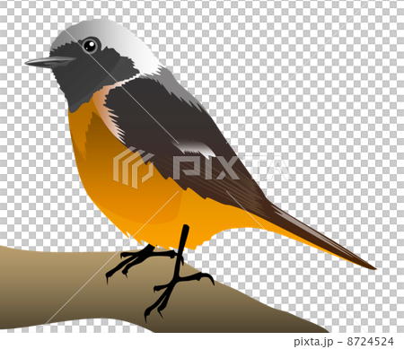 ジョウビタキのイラスト 8724524