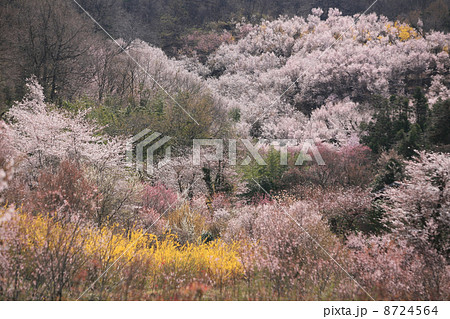 福島市花見山公園 8724564