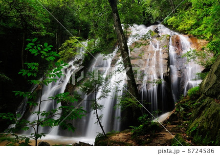 金引の滝 8724586