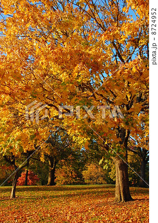 秋の紅葉 8724952