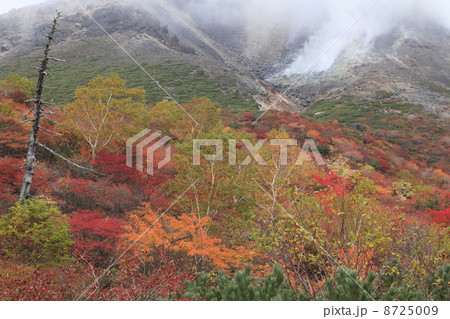 姥ガ平の紅葉 8725009
