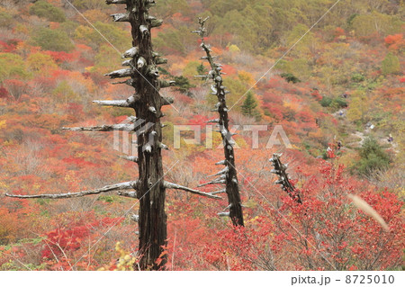 牛が首の紅葉 8725010
