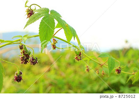 河川敷に群生するカナムグラ 河川敷に群生するカナムグラ 8725012