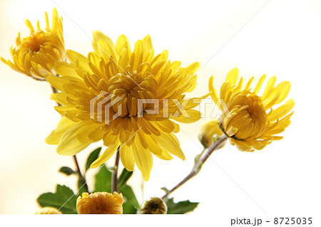 菊の花 (食用菊) 菊の花 (食用菊) 8725035