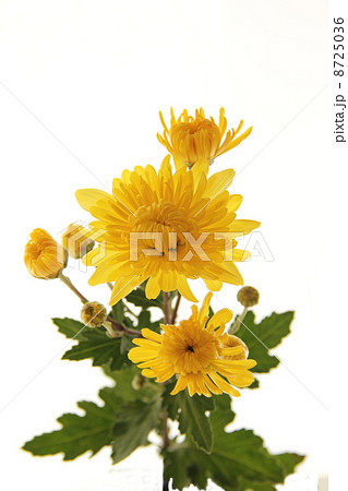 菊の花 (食用菊) 菊の花 (食用菊) 8725036