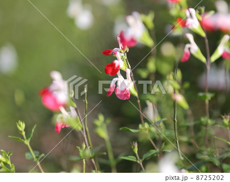 チェリーセージ 8725202