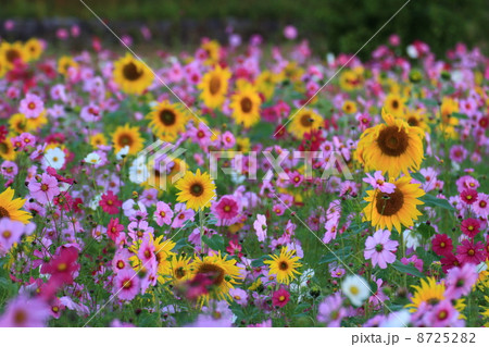 夏と秋の競演９４ 8725282