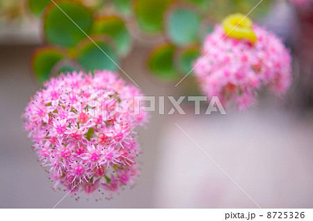 ミセバヤ 8725326