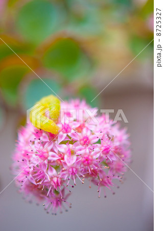 ミセバヤ 8725327