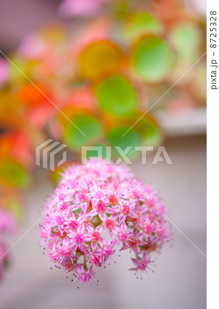 ミセバヤ 8725328