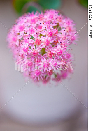 ミセバヤ 8725331