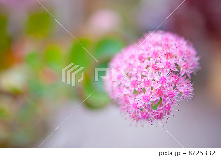 ミセバヤ 8725332