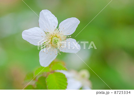 花 8725334
