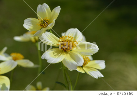 ウィンターコスモス ウィンターコスモス 8725360