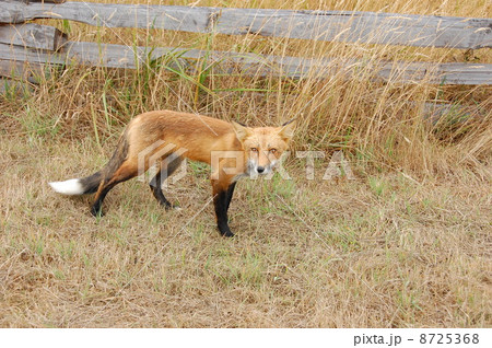 北米サンファン島の赤キツネ 北米サンファン島の赤キツネ 8725368