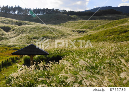10月東伊豆・稲取細野高原12芝原湿原 10月東伊豆・稲取細野高原12芝原湿原 8725786
