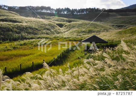 10月東伊豆・稲取細野高原11芝原湿原 8725787