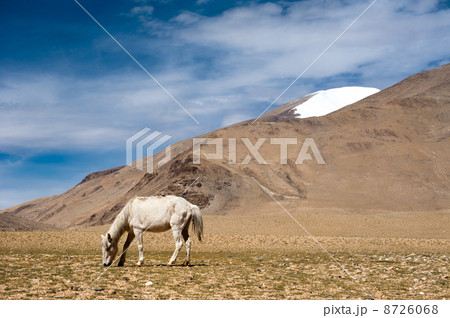 White wild horse at Himalaya mountains. India White wild horse at Himalaya mountains. India 8726068