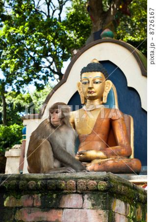 Monkey sitting near Buddha statue. Nepal Monkey sitting near Buddha statue. Nepal 8726167