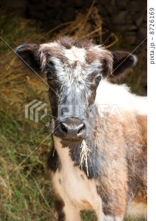 Little calf eating hay in a stable. India 8726169