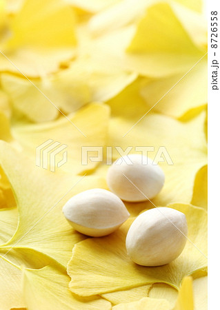 銀杏 銀杏 8726558