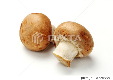 ブラウンマッシュルーム 8726559