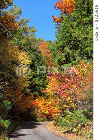 赤沢自然休養林・紅葉 8726616