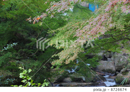 落合のオオモミジ 落合のオオモミジ 8726674