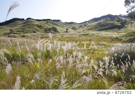 秋風そよぐ砥峰高原のススキの群生 8726702