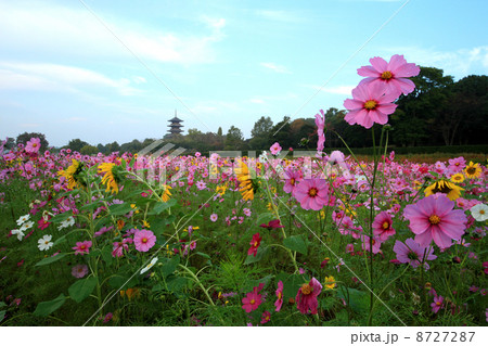 夏と秋の競演４６１ 8727287